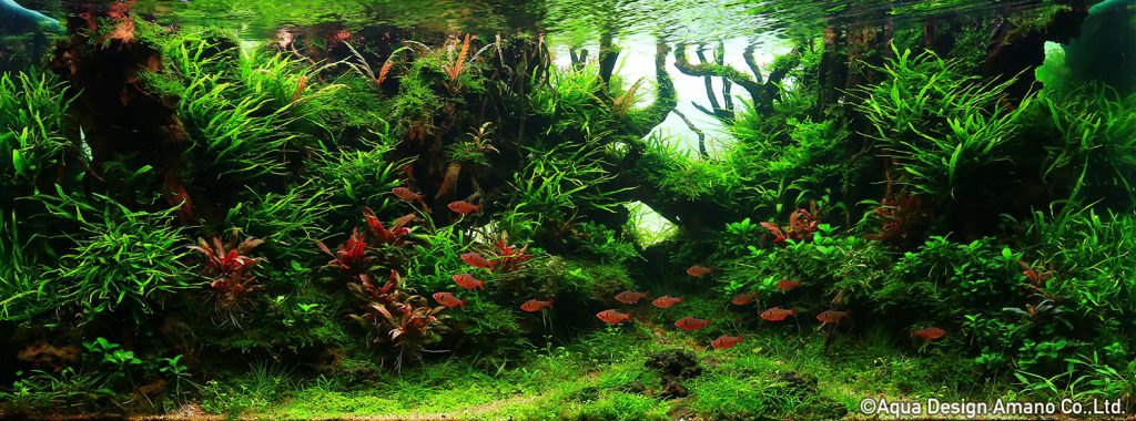 29 - TOP 100 IAPLC 2020 - Aquascape & Planted Tank Guide