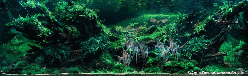 3 - TOP 100 IAPLC 2020 - Aquascape & Planted Tank Guide