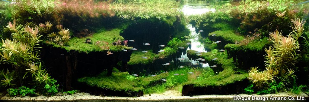 31 - TOP 100 IAPLC 2020 - Aquascape & Planted Tank Guide