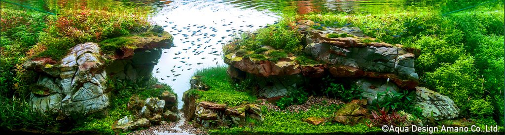 32 - TOP 100 IAPLC 2020 - Aquascape & Planted Tank Guide