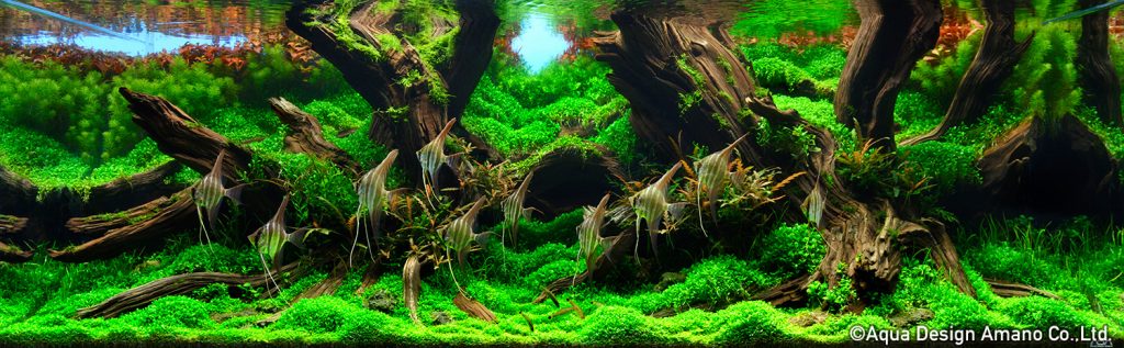 33 - TOP 100 IAPLC 2020 - Aquascape & Planted Tank Guide