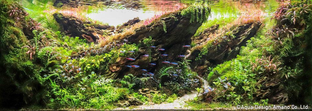 34 - TOP 100 IAPLC 2020 - Aquascape & Planted Tank Guide
