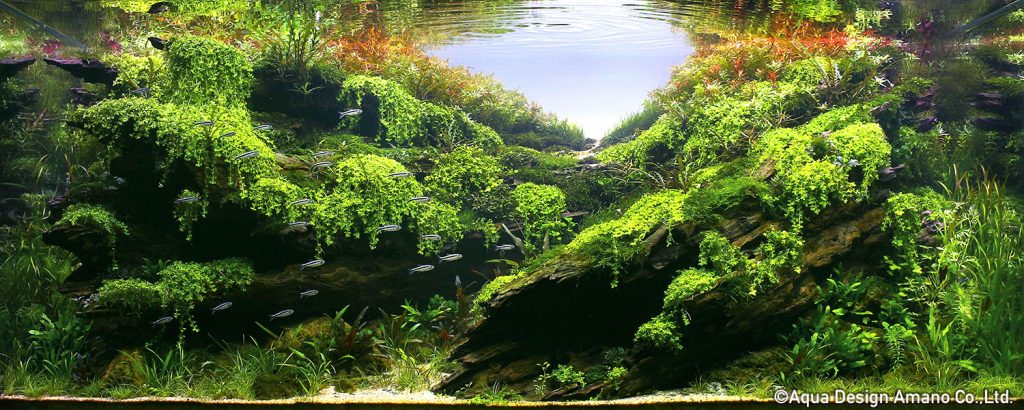 35 - TOP 100 IAPLC 2020 - Aquascape & Planted Tank Guide
