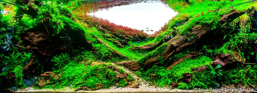 36 - TOP 100 IAPLC 2020 - Aquascape & Planted Tank Guide