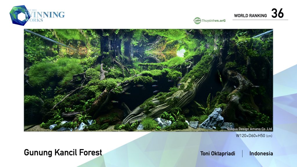 36 - TOP 100 IAPLC 2021 - Aquascape & Planted Tank Guide