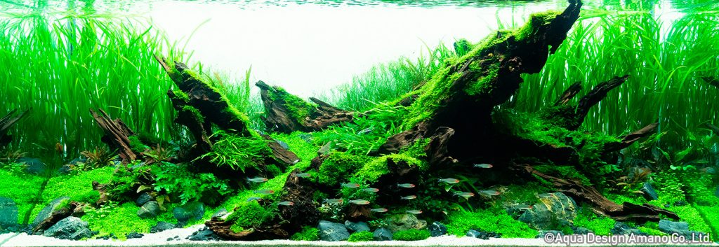 37 - TOP 100 IAPLC 2020 - Aquascape & Planted Tank Guide