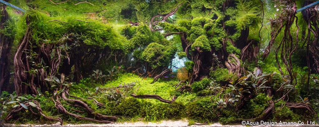 39 - TOP 100 IAPLC 2020 - Aquascape & Planted Tank Guide
