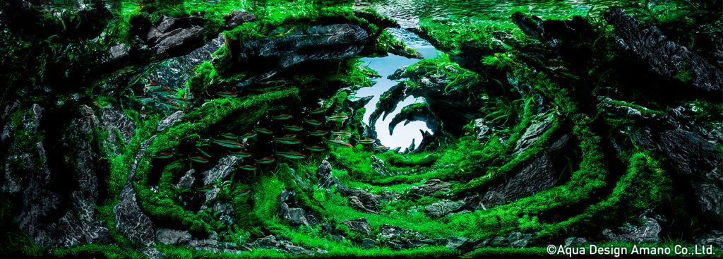 4 - TOP 100 IAPLC 2020 - Aquascape & Planted Tank Guide