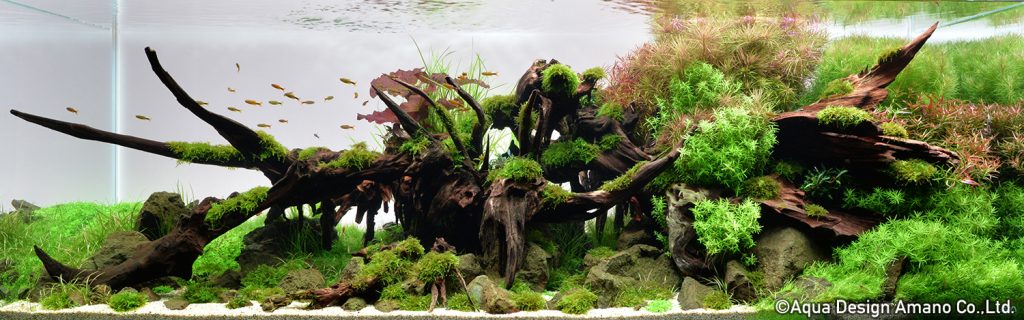 40 - TOP 100 IAPLC 2020 - Aquascape & Planted Tank Guide