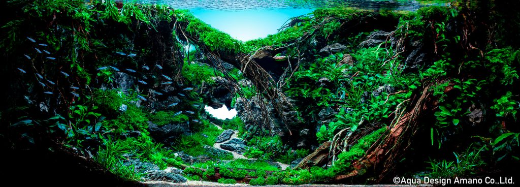 41 - TOP 100 IAPLC 2020 - Aquascape & Planted Tank Guide