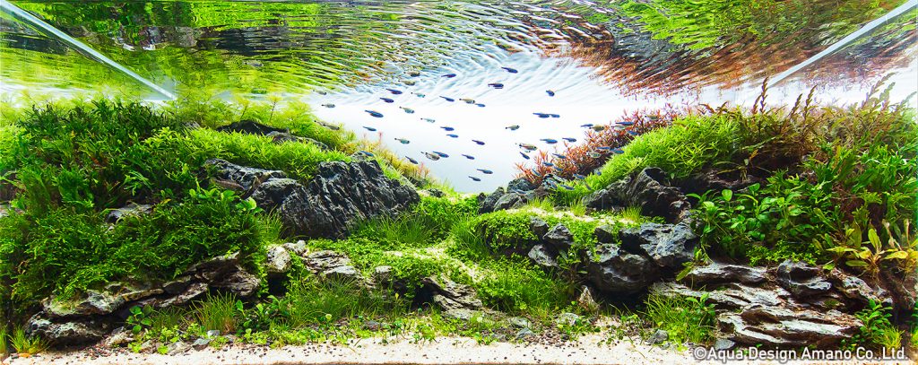 42 - TOP 100 IAPLC 2020 - Aquascape & Planted Tank Guide