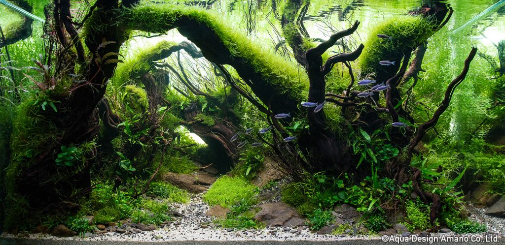 43 - TOP 100 IAPLC 2020 - Aquascape & Planted Tank Guide
