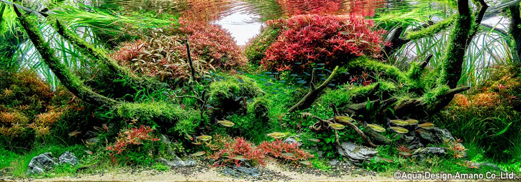 44 - TOP 100 IAPLC 2020 - Aquascape & Planted Tank Guide