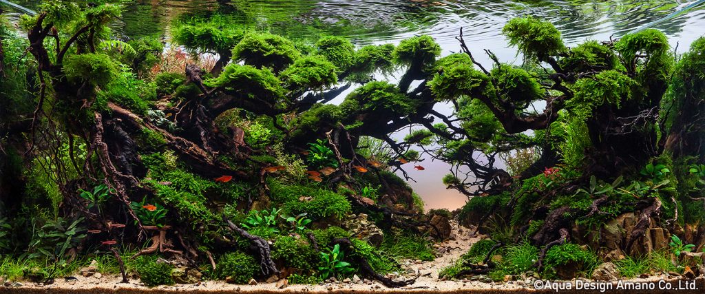 45 - TOP 100 IAPLC 2020 - Aquascape & Planted Tank Guide