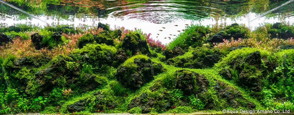 46 - TOP 100 IAPLC 2020 - Aquascape & Planted Tank Guide