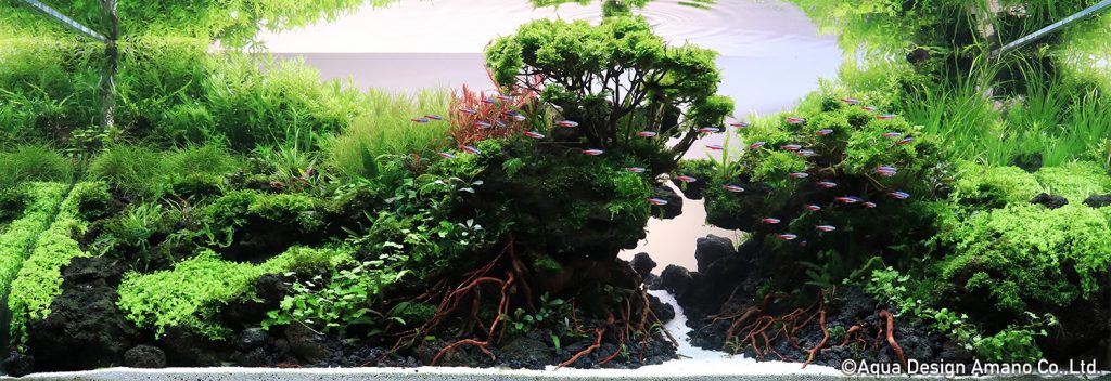 47 - TOP 100 IAPLC 2020 - Aquascape & Planted Tank Guide