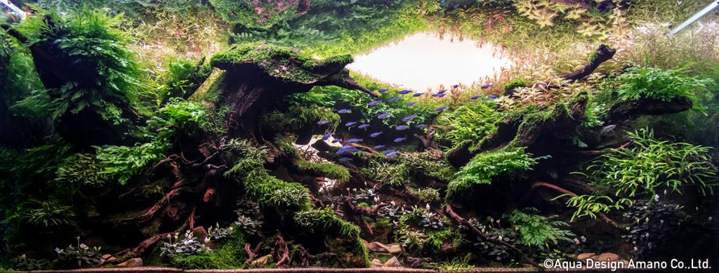 48 - TOP 100 IAPLC 2020 - Aquascape & Planted Tank Guide