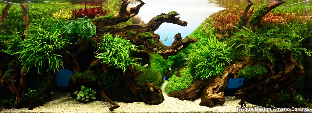 49 - TOP 100 IAPLC 2020 - Aquascape & Planted Tank Guide