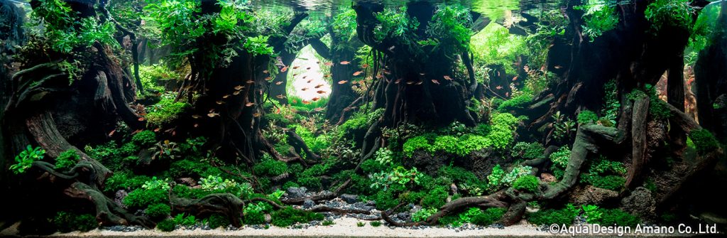 5 - TOP 100 IAPLC 2020 - Aquascape & Planted Tank Guide
