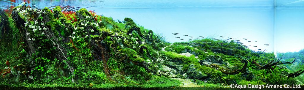 50 - TOP 100 IAPLC 2020 - Aquascape & Planted Tank Guide