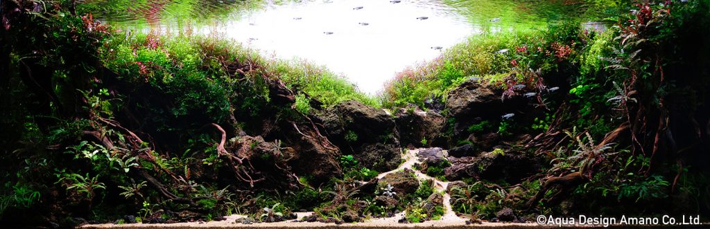 51 - TOP 100 IAPLC 2020 - Aquascape & Planted Tank Guide