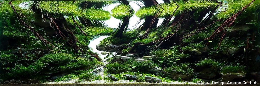 52 - TOP 100 IAPLC 2020 - Aquascape & Planted Tank Guide