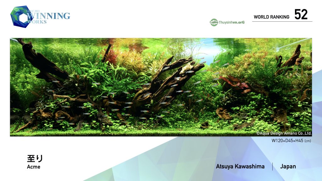 52 - TOP 100 IAPLC 2021 - Aquascape & Planted Tank Guide