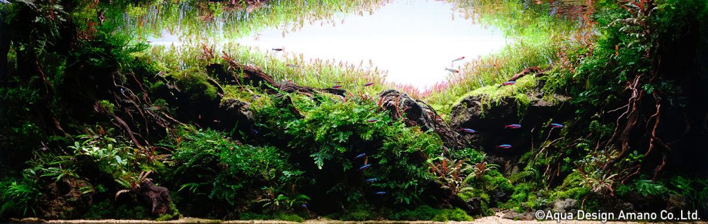 53 - TOP 100 IAPLC 2020 - Aquascape & Planted Tank Guide