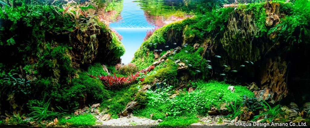 54 - TOP 100 IAPLC 2020 - Aquascape & Planted Tank Guide