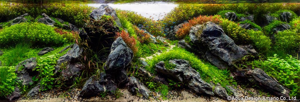 55 - TOP 100 IAPLC 2020 - Aquascape & Planted Tank Guide