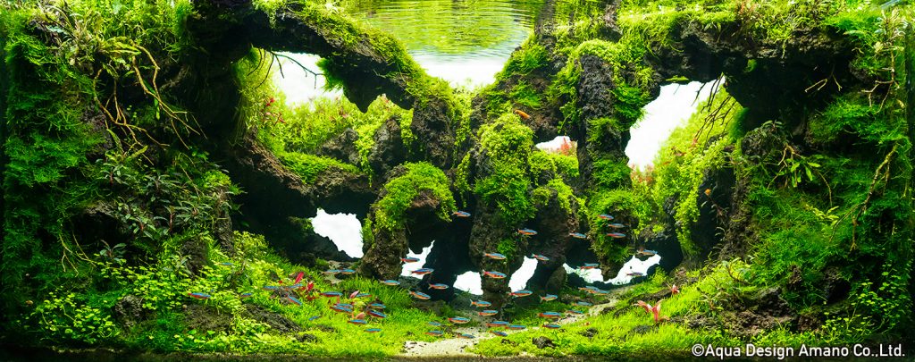 56 - TOP 100 IAPLC 2020 - Aquascape & Planted Tank Guide
