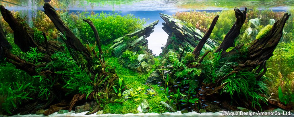 57 - TOP 100 IAPLC 2020 - Aquascape & Planted Tank Guide