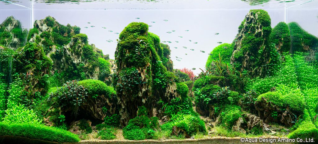 58 - TOP 100 IAPLC 2020 - Aquascape & Planted Tank Guide