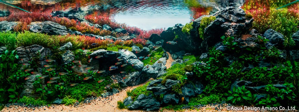 59 - TOP 100 IAPLC 2020 - Aquascape & Planted Tank Guide