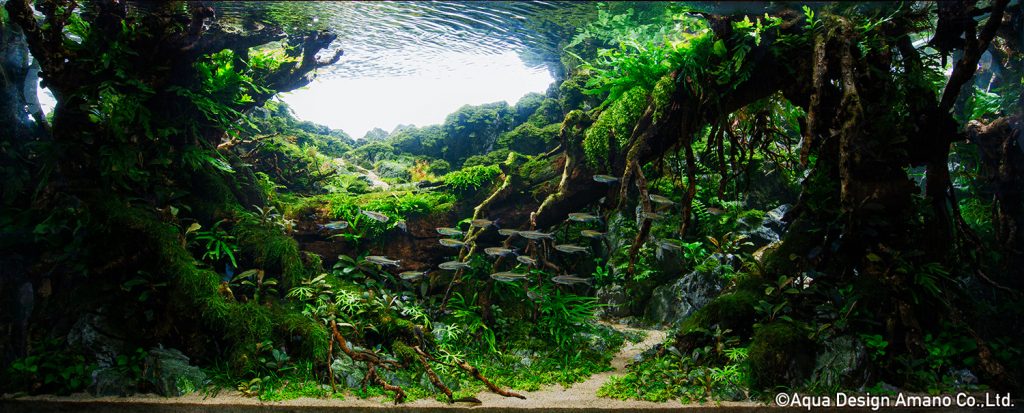 6 - TOP 100 IAPLC 2020 - Aquascape & Planted Tank Guide