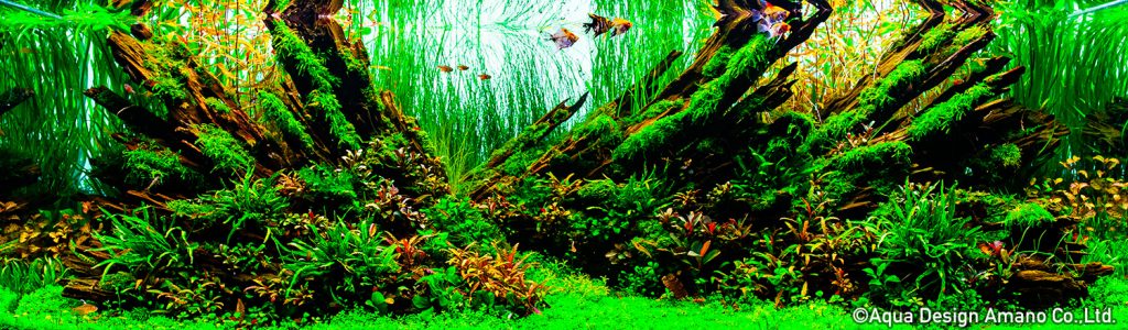 60 - TOP 100 IAPLC 2020 - Aquascape & Planted Tank Guide