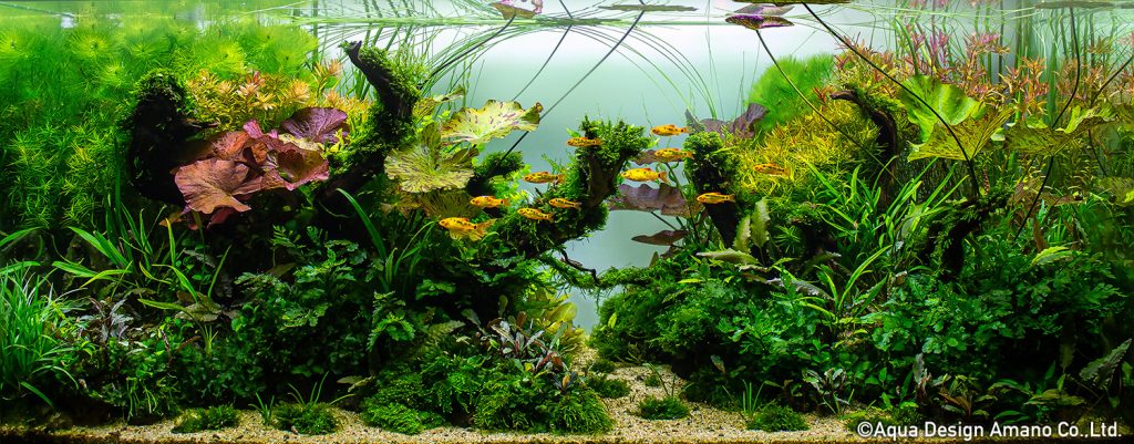 61 - TOP 100 IAPLC 2020 - Aquascape & Planted Tank Guide