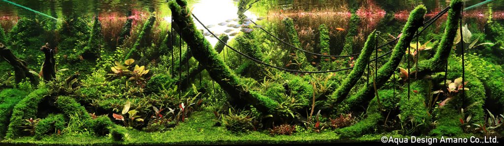 62 - TOP 100 IAPLC 2020 - Aquascape & Planted Tank Guide