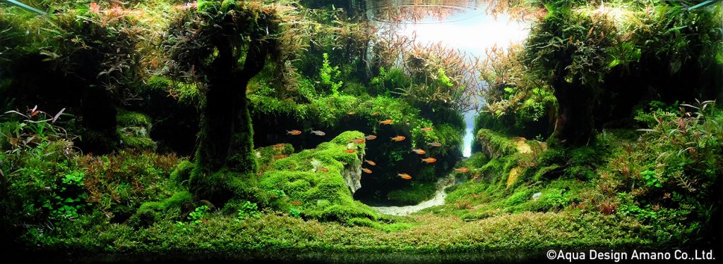 63 - TOP 100 IAPLC 2020 - Aquascape & Planted Tank Guide