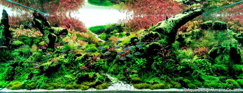 64 - TOP 100 IAPLC 2020 - Aquascape & Planted Tank Guide