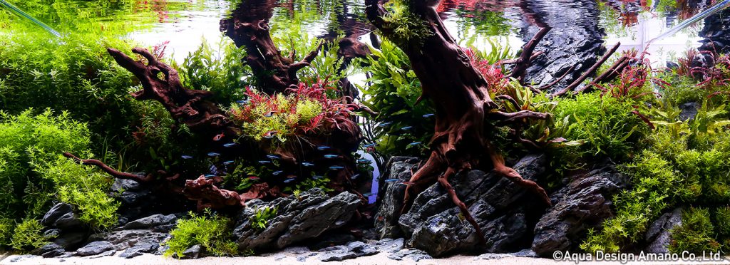 65 - TOP 100 IAPLC 2020 - Aquascape & Planted Tank Guide