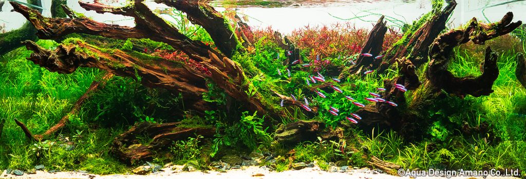 OLYMPUS DIGITAL CAMERA - TOP 100 IAPLC 2020 - Aquascape & Planted Tank Guide