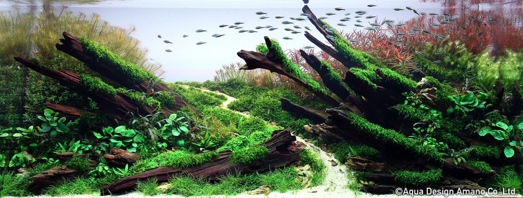 67 - TOP 100 IAPLC 2020 - Aquascape & Planted Tank Guide