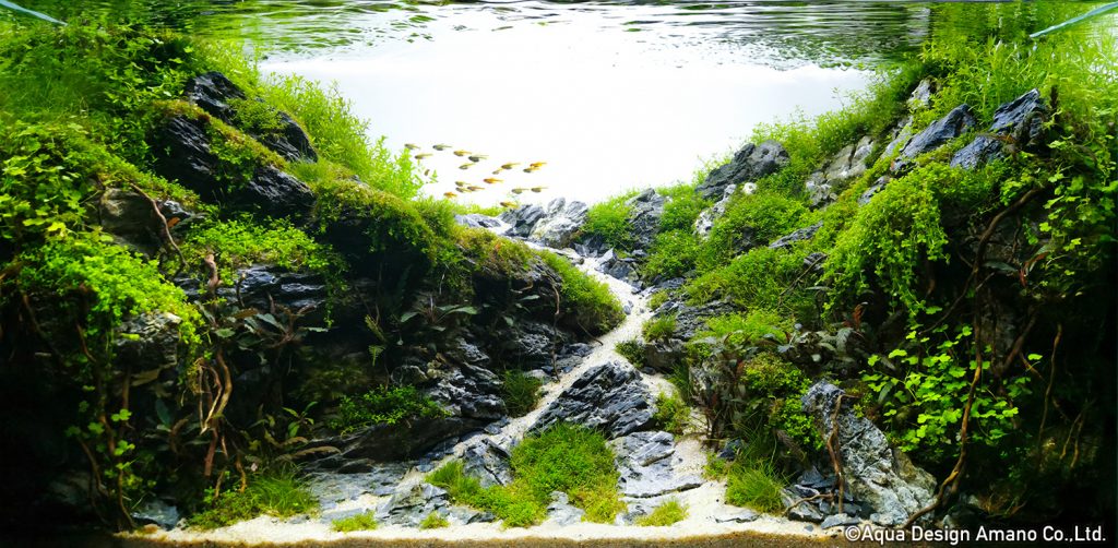 69 - TOP 100 IAPLC 2020 - Aquascape & Planted Tank Guide