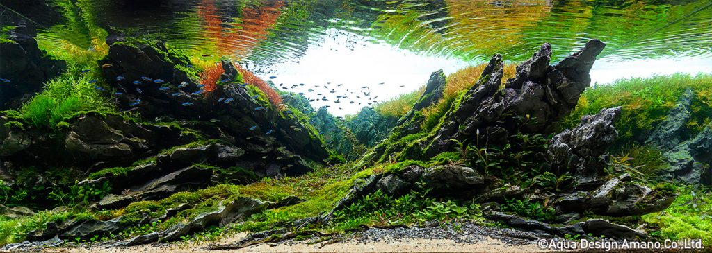 7 - TOP 100 IAPLC 2020 - Aquascape & Planted Tank Guide