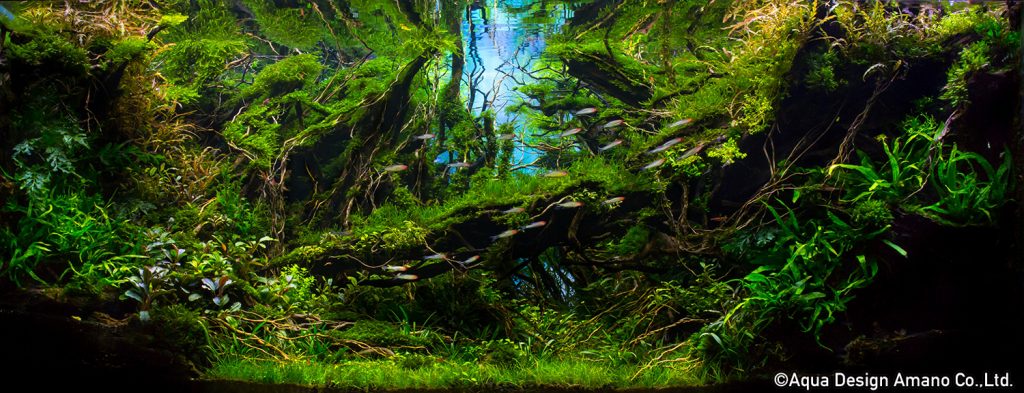 70 - TOP 100 IAPLC 2020 - Aquascape & Planted Tank Guide
