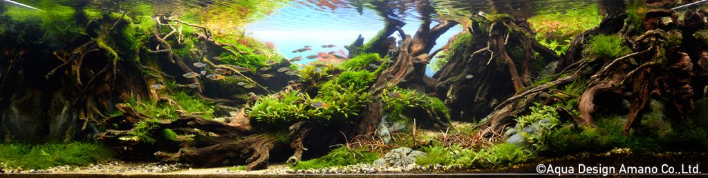 71 - TOP 100 IAPLC 2020 - Aquascape & Planted Tank Guide