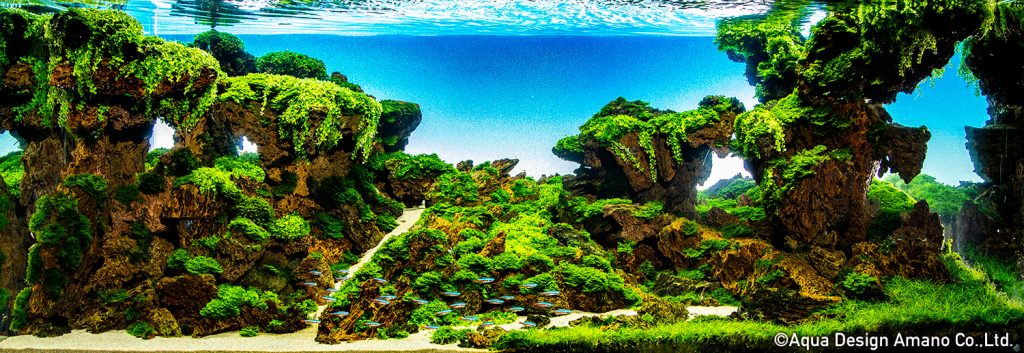 72 - TOP 100 IAPLC 2020 - Aquascape & Planted Tank Guide