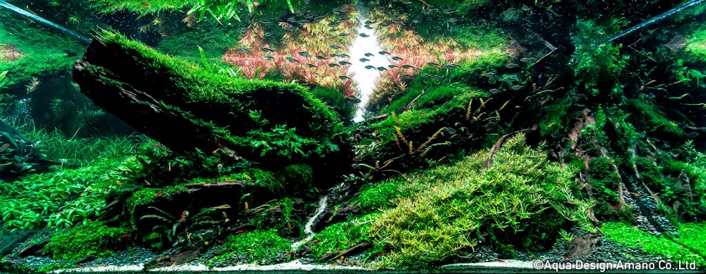 74 - TOP 100 IAPLC 2020 - Aquascape & Planted Tank Guide