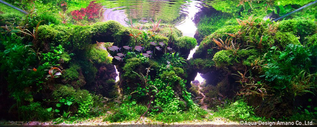 75 - TOP 100 IAPLC 2020 - Aquascape & Planted Tank Guide